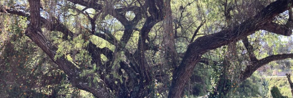 Árbol Viejo