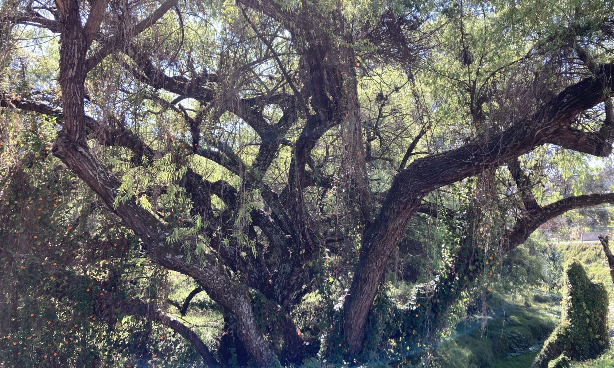 Árbol Viejo